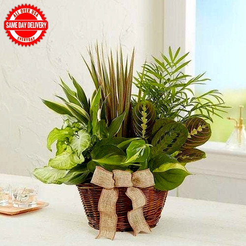 Classic Dish Garden (USA Delivery Only)