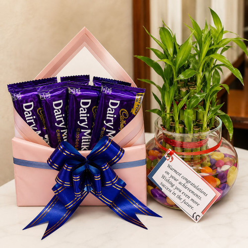 Four Packs of Cadbury Dairymilk & Lucky Bamboo Plant Gift Hamper