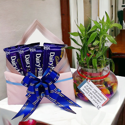 Four Packs of Cadbury Dairymilk & Lucky Bamboo Plant Gift Hamper Four Packs of Cadbury Dairymilk & Lucky Bamboo Plant Gift Hamper