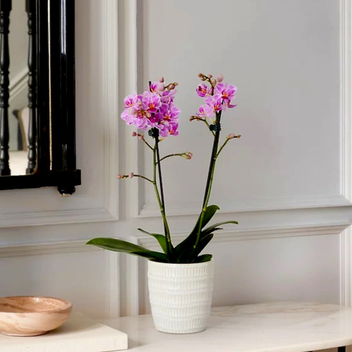Pink Phalaenopsis Orchid (UK Delivery Only)