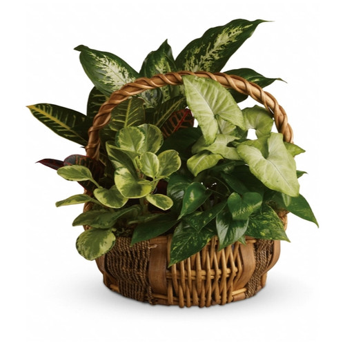 Plantapalooza I (Canada Delivery Only)
