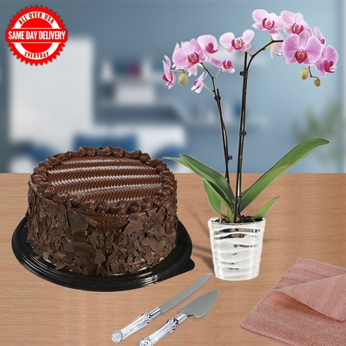 Cake and Orchid Plant (USA Delivery Only) Cake and Orchid Plant (USA Delivery Only)