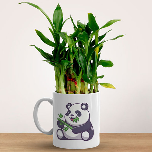 Bamboo Plant in Ceramic Mug (2 Layer)