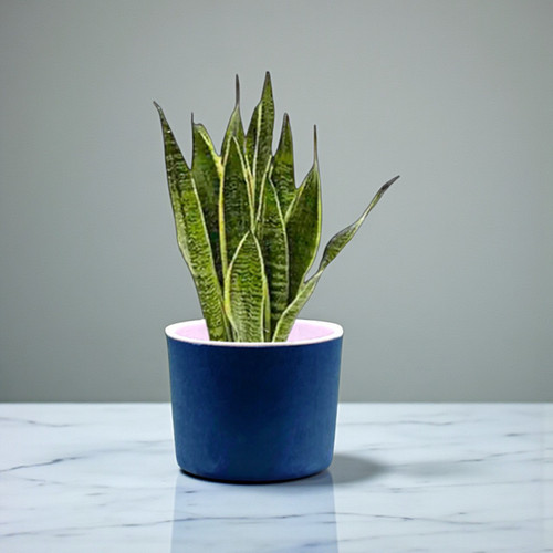 Self Watering Snake Plant Pot – Free Name Engraving