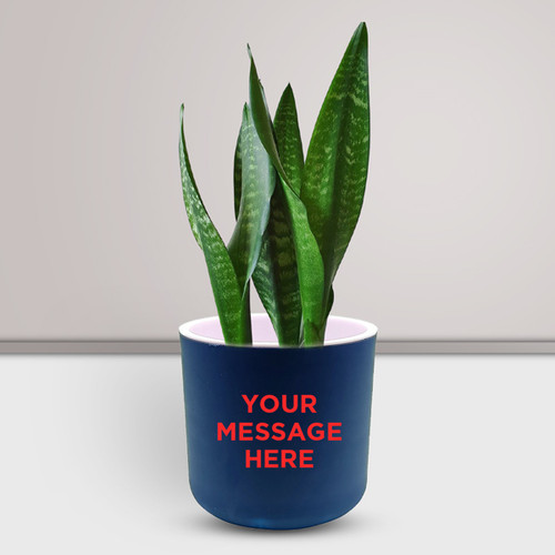 Sentimental Snake Plant in a Pot with Personalized Message Sentimental Snake Plant in a Pot with Personalized Message