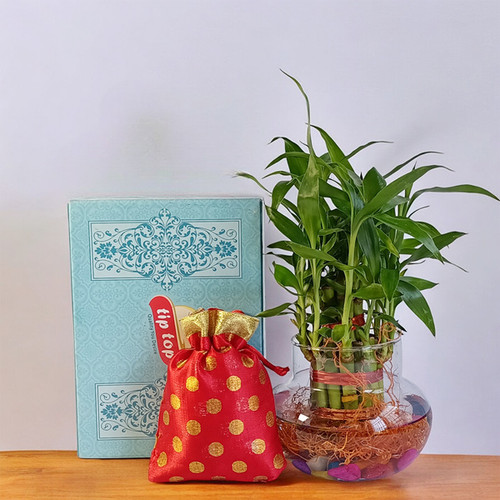 Mithai with Bamboo Plant in a Vase
