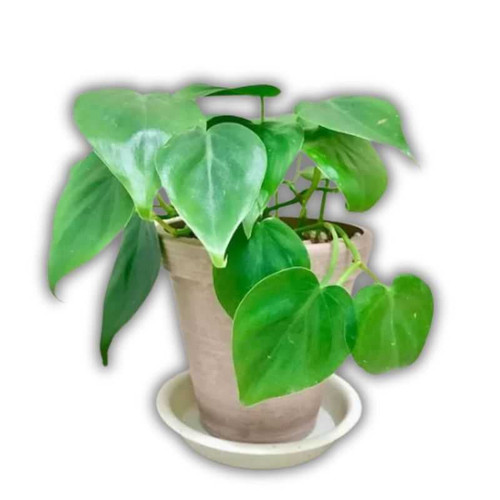 Heart Leaf Plant PL-01