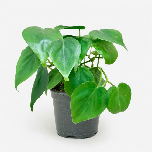 Heart Leaf Plant in Pot – Pot Design May Vary