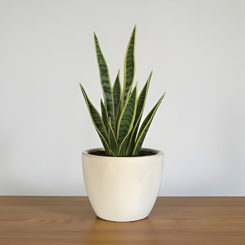 Snake Plant In Ceramic Pot - White