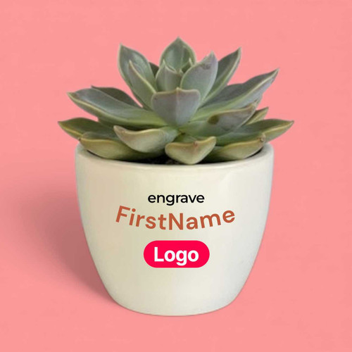 Your Personalized Ceramic Pot With Natural Succulent Plant (Bulk Order Available) PLANT101