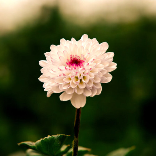 Daisy Single Flower Bunch
