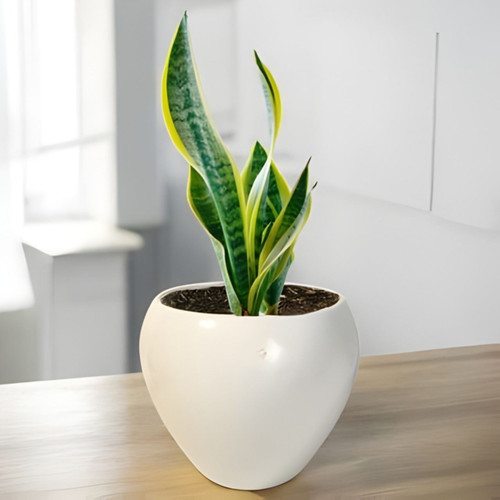 Snake Plant In White Ceramic Pot