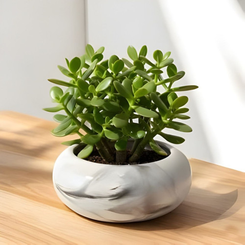 Jade Plant in Marble Pot