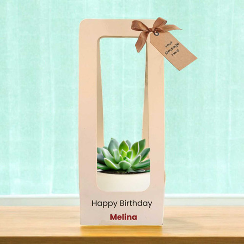 Birthday-Themed Succulent Plant with Decorative Pot Holder JNK-5994