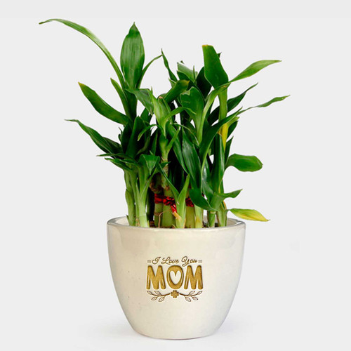 Mother’s Day Bamboo Plant & Ceramic Mug Set DKG-240