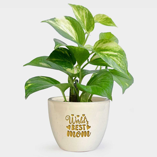 World’s Best Mom Printed Ceramic Pot with Money Plant DKG-247