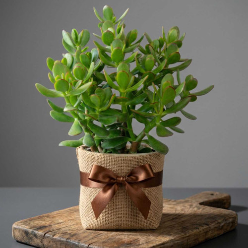 Jade Plant in Burlap Wrap DKG-1606