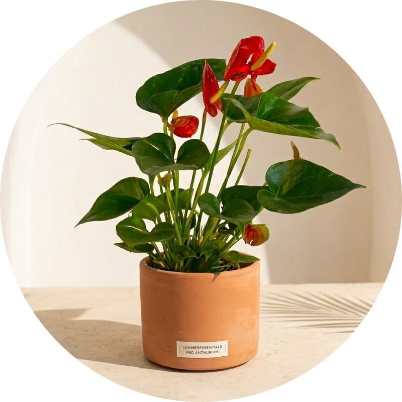 Summer Plants