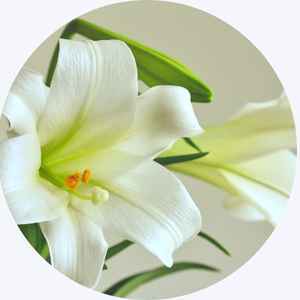 Lily