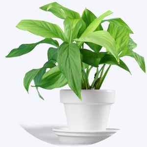 Natural Potted Plants