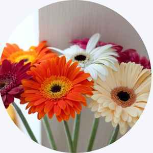Gerbera