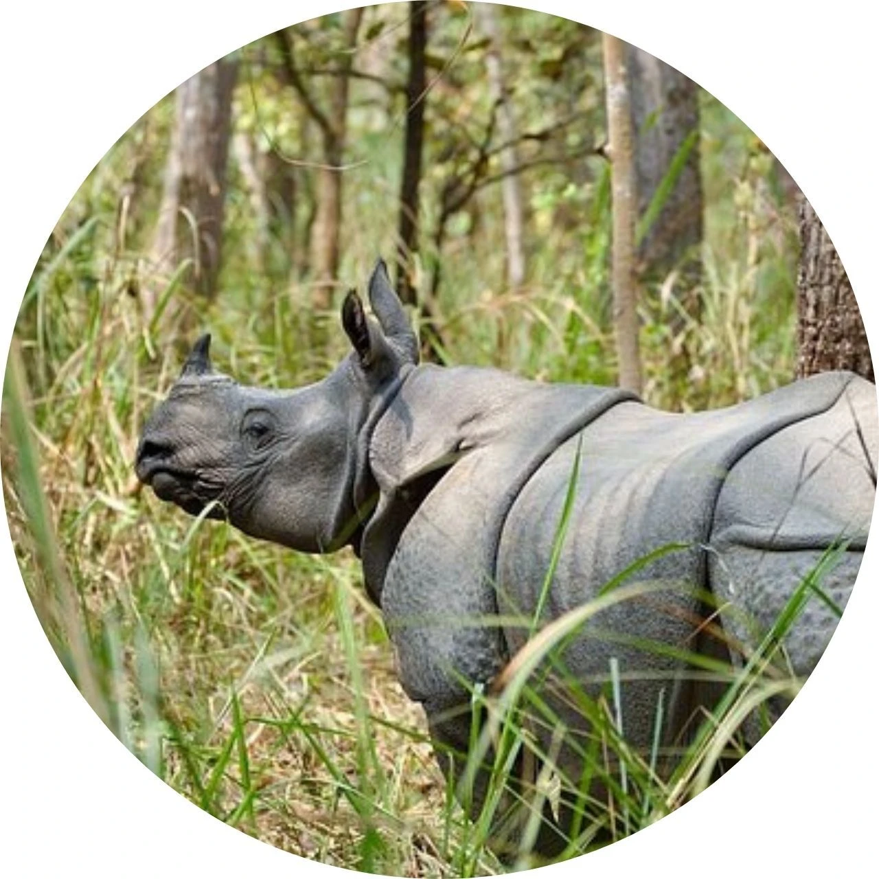 Chitwan