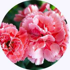 Carnations