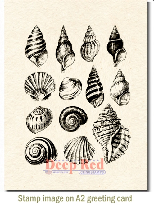 Seashell Collection Cling Stamp by Deep Red Stamps shown on A2 card