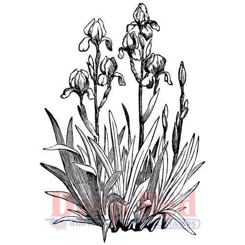 Iris in Bloom Rubber Cling Stamp by Deep Red Stamps
