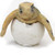 Sea Turtle Egg Hatchling with Red Back - WW-354C