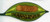 Sunset Palms Divided Appetizer Dish Palm Leaf - 50316