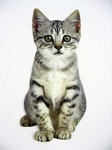 Cat Birthday Card "Gator" - CDC01-0026E