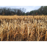 Domain Japanese Millet Seed 1/4 Acre