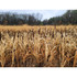 Domain Japanese Millet Seed 1/4 Acre