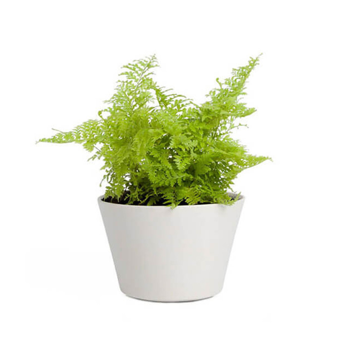 Ferns N Petals Money Plant