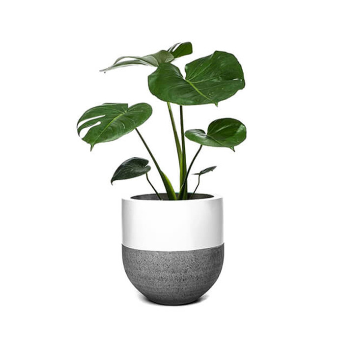 Natural Nursery Rose Plant