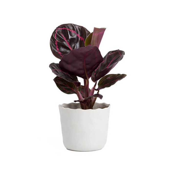 Natural Nursery Rose Plant