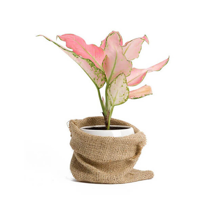 Natural Nursery Rose Plant