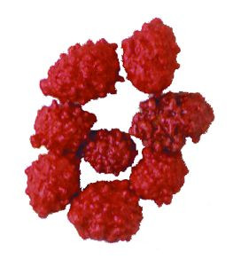 French Burnt Peanuts