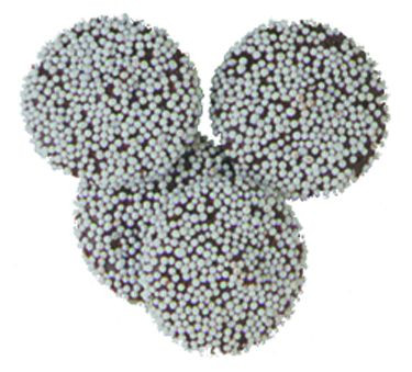 Bittersweet Non-Pareils