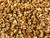 Granola