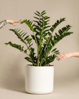 ZZ Plant