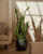 Snake Plant