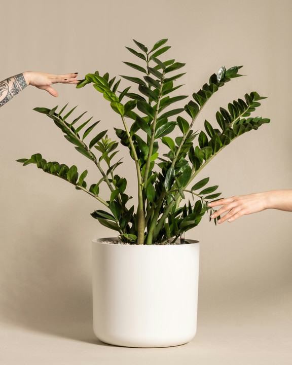 ZZ Plant