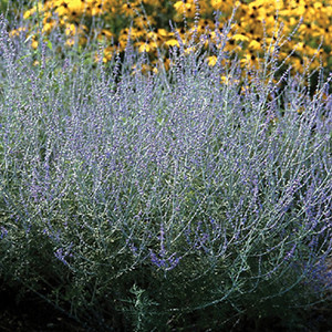 Santa Rosa Gardens
