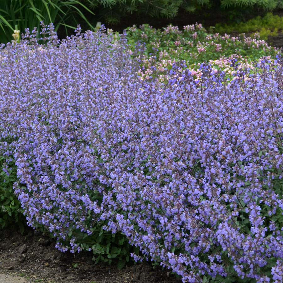 Nepeta Sylvester Blue potted plants from Santa Rosa Gardens