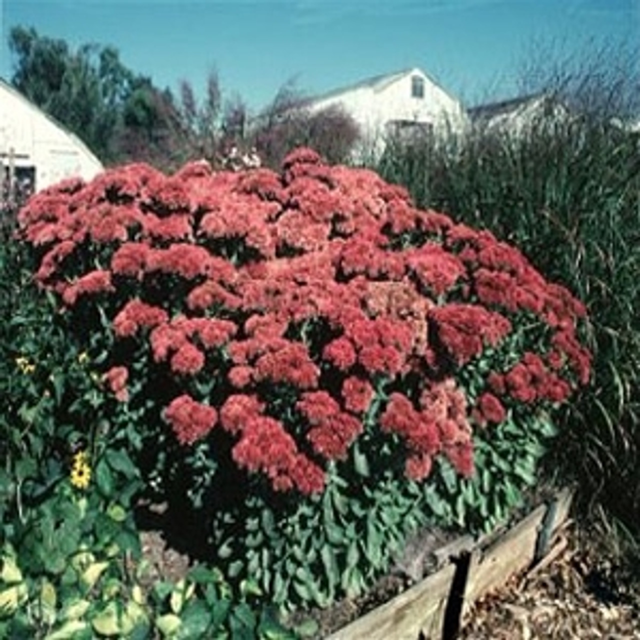 red stonecrop