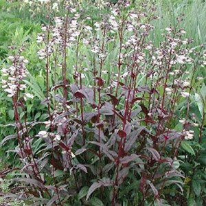 Image of Penstemon digitalis 'Husker Red' with Rudbeckia fulgida 'Goldsturm'