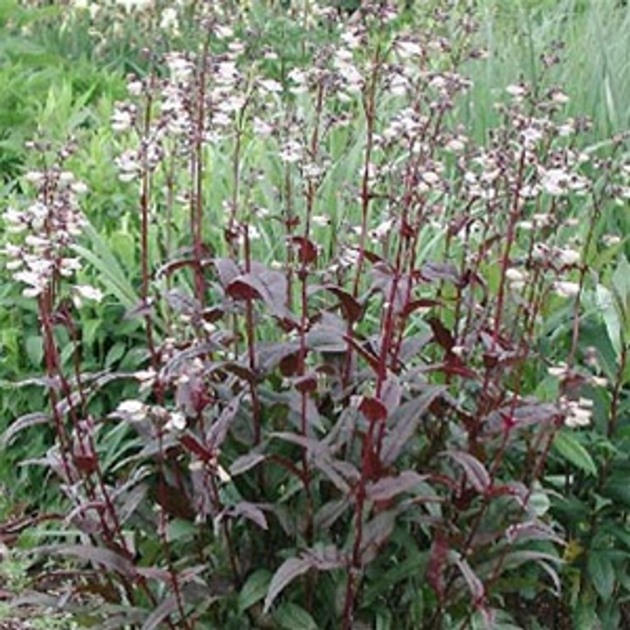 infrastruktur marked smykker Penstemon digitalis Husker Red potted plants from Santa Rosa Gardens