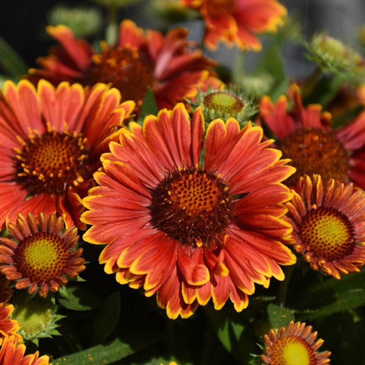 Gaillardia Spintop™ Yellow Touch (72 plug tray) liners Santa Rosa Gardens